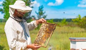 هشدار به زنبورداران برای شروع سمپاشی مزارع گندم در آذربایجان شرقی